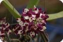 Rhynchostylis gigantea Cartoon